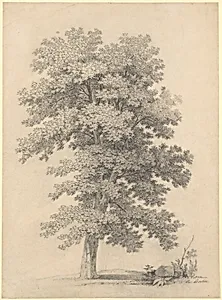 A Plane Tree