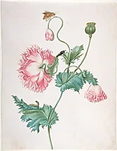 A Poppy in Three Stages of Flowering, with a Caterpillar, Pupa and Butterfly by Johanna Helena Herolt (née Graff)