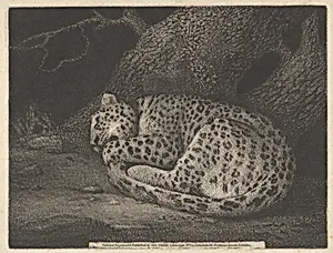 A Sleeping Leopard