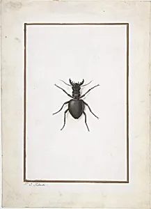 A Stag Beetle by Pierre Joseph Redouté