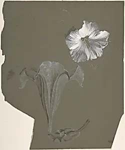 A Study of Two White Lilies