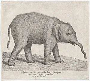 A Young Elephant