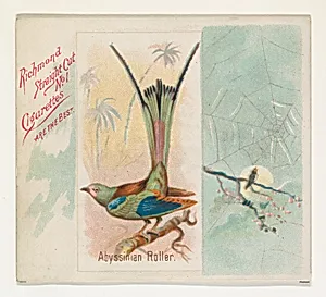 Abyssinian Roller, from the Song Birds of the World series (N42) for Allen & Ginter Cigarettes by Allen & Ginter|George S. Harris & Sons