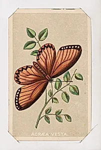 Acraea Vesta butterfly card from the Butterflies and Moths of America series by Louis Prang & Co.