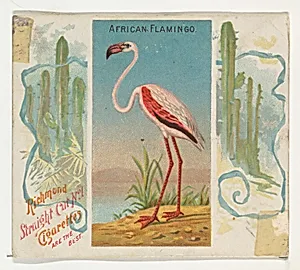 African Flamingo, from Birds of the Tropics series (N38) for Allen & Ginter Cigarettes by Allen & Ginter|George S. Harris & Sons