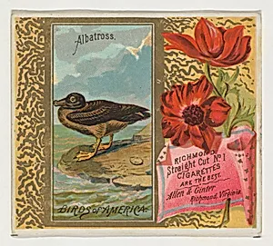Albatross, from the Birds of America series (N37) for Allen & Ginter Cigarettes by Allen & Ginter