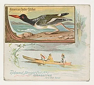 American Oyster Catcher, from the Game Birds series (N40) for Allen & Ginter Cigarettes by Allen & Ginter