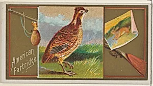 American Partridge, from the Game Birds series (N13) for Allen & Ginter Cigarettes Brands by George S. Harris & Sons|Allen & Ginter