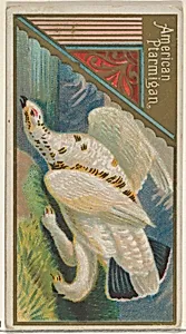 American Ptarmigan, from the Game Birds series (N13) for Allen & Ginter Cigarettes Brands by Allen & Ginter|George S. Harris & Sons