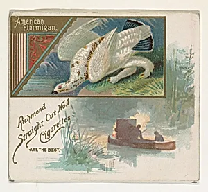 American Ptarmigan, from the Game Birds series (N40) for Allen & Ginter Cigarettes by Allen & Ginter