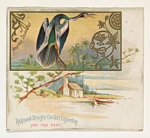 American Snake Bird, from the Game Birds series (N40) for Allen & Ginter Cigarettes by Allen & Ginter