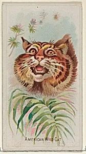 American Wild Cat, from the Wild Animals of the World series (N25) for Allen & Ginter Cigarettes by George S. Harris & Sons|Allen & Ginter