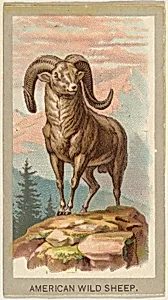 American Wild Sheep, from the Animals of the World series (T180), issued by Abdul Cigarettes by Abdul Cigarettes