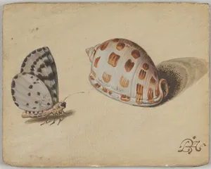 An Arrowhead Blue Butterfly and a Scotch Bonnet Sea Shell