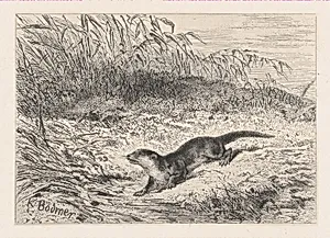 An Otter, from "Eaux-Fortes Animaux & Paysages"