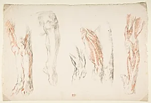 Anatomical Studies of Legs by Eugène Delacroix