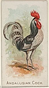 Andalusian Cock, from the Prize and Game Chickens series (N20) for Allen & Ginter Cigarettes by Allen & Ginter|The Gast Lithograph & Engraving Company