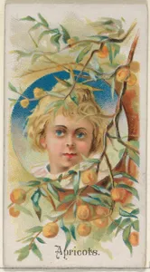 Apricots, from the Fruits series (N12) for Allen & Ginter Cigarettes Brands