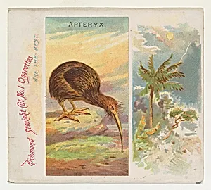 Apteryx, from Birds of the Tropics series (N38) for Allen & Ginter Cigarettes by Allen & Ginter|George S. Harris & Sons