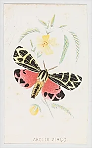 Arctia Virgo from The Butterflies and Moths of America Part 5 by Louis Prang & Co.