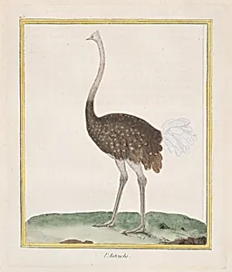 Autruche (Ostrich), from "Histoire Naturelle de Oiseaux" by François Nicolas Martinet|Georges Louis Leclerc, comte de Buffon