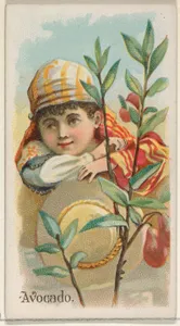 Avocado, from the Fruits series (N12) for Allen & Ginter Cigarettes Brands