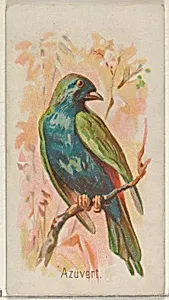 Azuvert, from the Song Birds of the World series (N23) for Allen & Ginter Cigarettes by Allen & Ginter|George S. Harris & Sons