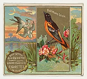 Baltimore Oriole, from the Birds of America series (N37) for Allen & Ginter Cigarettes by Allen & Ginter