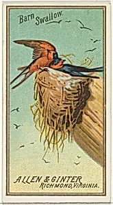 Barn Swallow, from the Birds of America series (N4) for Allen & Ginter Cigarettes Brands by Allen & Ginter
