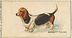 Bassett Hound, from the Dogs of the World series for Old Judge Cigarettes by Goodwin & Company