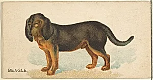 Beagle, from the Dogs of the World series for Old Judge Cigarettes by Goodwin & Company