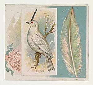 Bell Bird, from the Song Birds of the World series (N42) for Allen & Ginter Cigarettes by Allen & Ginter|George S. Harris & Sons