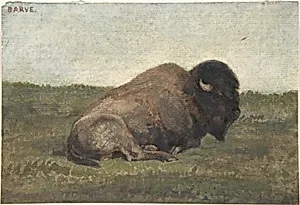 Bison Lying Down