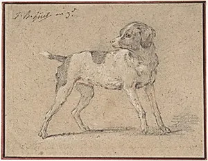 Black and White Dog, Head Turned to the Left