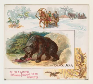 Black Bear, from Quadrupeds series (N41) for Allen & Ginter Cigarettes