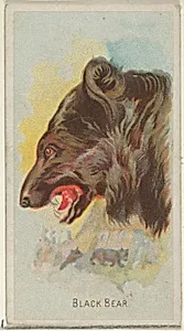 Black Bear, from the Wild Animals of the World series (N25) for Allen & Ginter Cigarettes by George S. Harris & Sons|Allen & Ginter