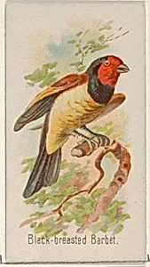 Black-breasted Barbet, from the Song Birds of the World series (N23) for Allen & Ginter Cigarettes by Allen & Ginter|George S. Harris & Sons