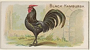 Black Hamburgh, from the Prize and Game Chickens series (N20) for Allen & Ginter Cigarettes by Allen & Ginter|The Gast Lithograph & Engraving Company