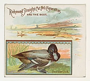 Black Head Duck, from the Game Birds series (N40) for Allen & Ginter Cigarettes by Allen & Ginter
