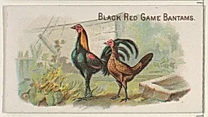 Black Red Game Bantams, from the Prize and Game Chickens series (N20) for Allen & Ginter Cigarettes by Allen & Ginter|The Gast Lithograph & Engraving Company