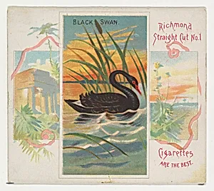 Black Swan, from Birds of the Tropics series (N38) for Allen & Ginter Cigarettes by Allen & Ginter|George S. Harris & Sons