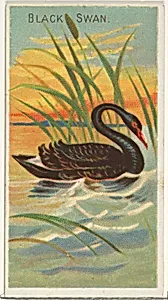 Black Swan, from the Birds of the Tropics series (N5) for Allen & Ginter Cigarettes Brands by Allen & Ginter|George S. Harris & Sons