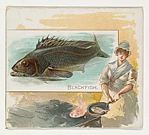 Blackfish, from Fish from American Waters series (N39) for Allen & Ginter Cigarettes by Allen & Ginter|Lindner, Eddy & Claus