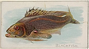 Blackfish, from the Fish from American Waters series (N8) for Allen & Ginter Cigarettes Brands by Allen & Ginter|Lindner, Eddy & Claus