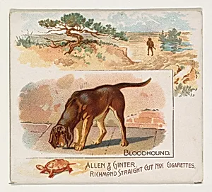 Bloodhound, from Quadrupeds series (N41) for Allen & Ginter Cigarettes by Allen & Ginter|Lindner, Eddy & Claus