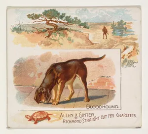 Bloodhound, from Quadrupeds series (N41) for Allen & Ginter Cigarettes