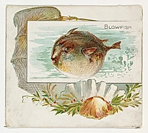 Blowfish, from Fish from American Waters series (N39) for Allen & Ginter Cigarettes by Allen & Ginter|Lindner, Eddy & Claus