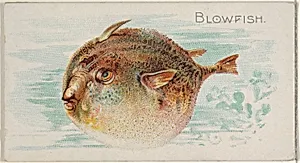 Blowfish, from the Fish from American Waters series (N8) for Allen & Ginter Cigarettes Brands by Allen & Ginter|Lindner, Eddy & Claus