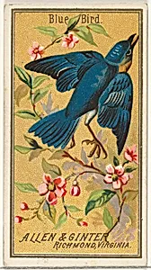 Blue Bird, from the Birds of America series (N4) for Allen & Ginter Cigarettes Brands by Allen & Ginter