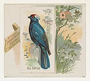 Blue Bullfinch, from the Song Birds of the World series (N42) for Allen & Ginter Cigarettes by Allen & Ginter|George S. Harris & Sons